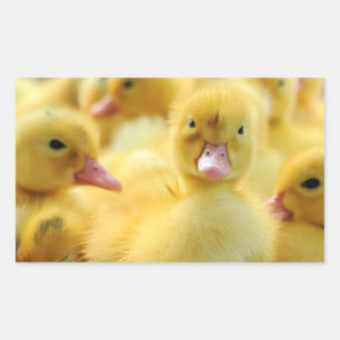 Little Ducks Rectangular Sticker