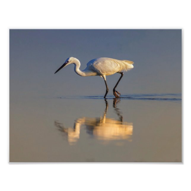 Little egret photo print (Front)