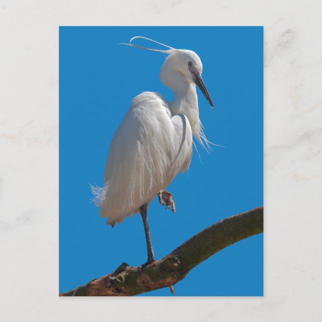 Little Egret Postcard (Front)