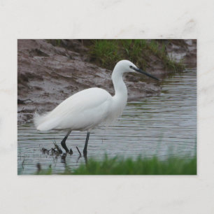 Little Egret Postcard