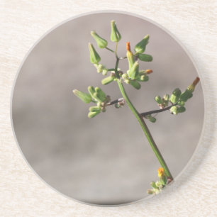 Little Flower Buds Coaster
