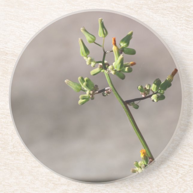 Little Flower Buds Coaster (Front)
