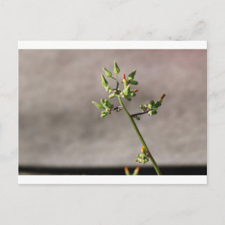 Little Flower Buds Postcard