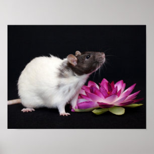 Little Flower - Rat Poster