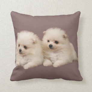 Little Fluffy White Pomeranian Puppies Pillow