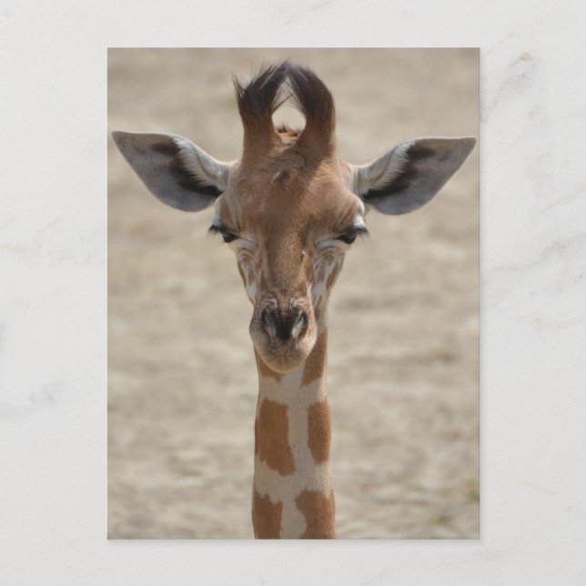 Little giraffe postcard (Front)