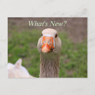 Little Goose Postcard