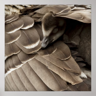Little Gosling Under Mom's Wing Poster