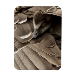 Little Gosling Under Mum's Wing Magnet