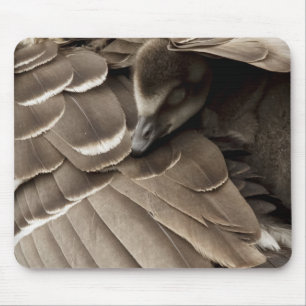 Little Gosling Under Mum's Wing Mouse Pad