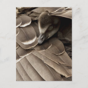 Little Gosling Under Mum's Wing Postcard