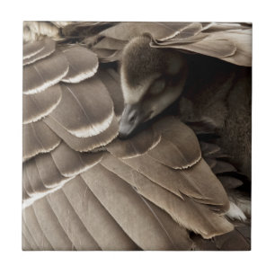 Little Gosling Under Mum's Wing Tile
