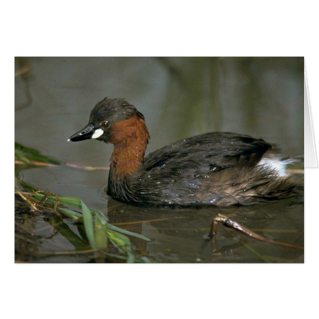 Little Grebe (Front Horizontal)