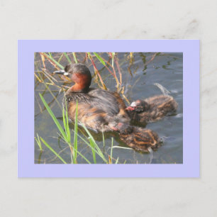 Little Grebes Postcard