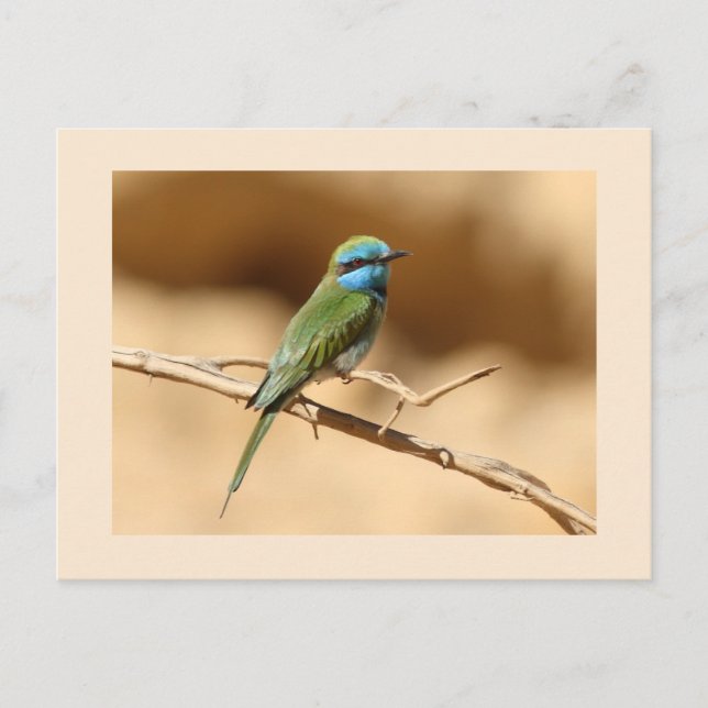 Little Green Bee-eater Postcard (Front)