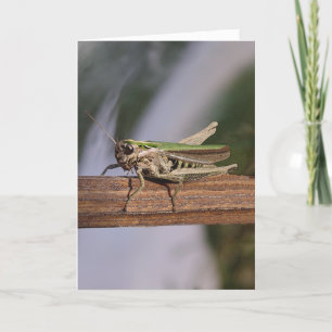 Little Green Grasshopper Christmas Birthday Holiday Card
