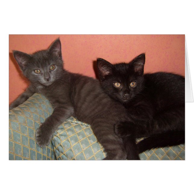 Little Grey and Little Black (Front Horizontal)