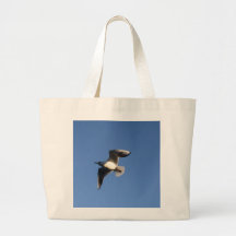 Little Gull