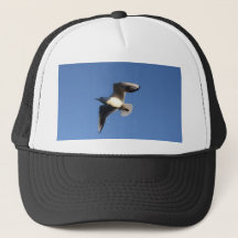 Little Gull