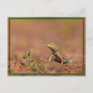 little guy postcard