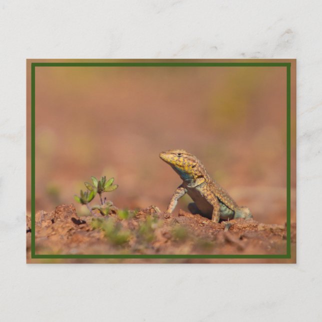 little guy postcard (Front)