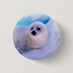 Little Harp Seal Pup Covered in Snowflakes 3 Cm Round Badge