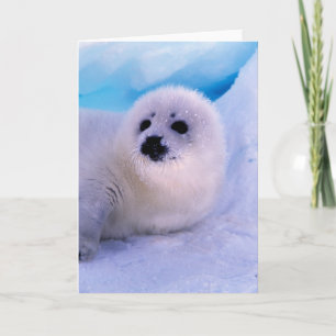 Little Harp Seal Pup Covered in Snowflakes Card