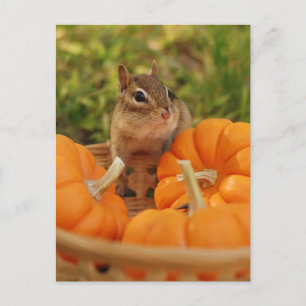 Little Harvest Chipmunk Postcard