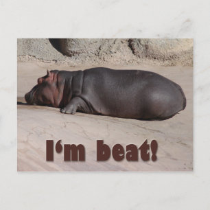 Little Hippo Tells All Postcard