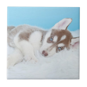 Little Husky Puppy Laying on a Blanket Ceramic Tile
