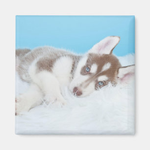 Little Husky Puppy Laying on a Blanket Magnet
