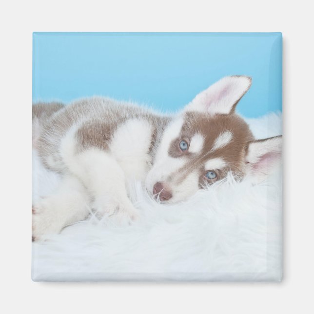 Little Husky Puppy Laying on a Blanket Magnet (Front)