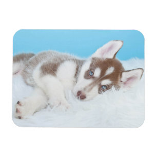 Little Husky Puppy Laying on a Blanket Magnet