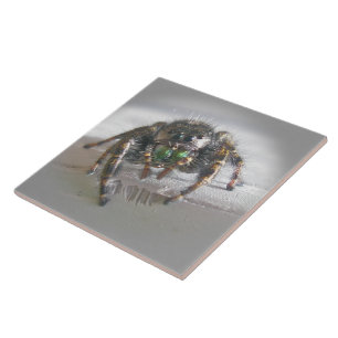 Little Jumping Spider Ceramic Tile