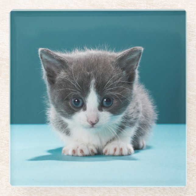 Little Kitten Glass Coaster (Front)