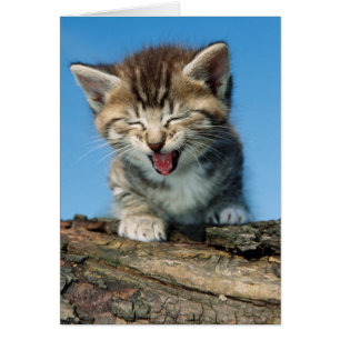 Little Kitten in a Tree