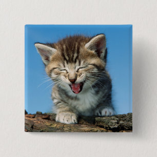 Little Kitten in a Tree 15 Cm Square Badge