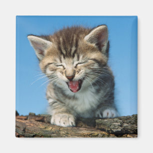 Little Kitten in a Tree Magnet