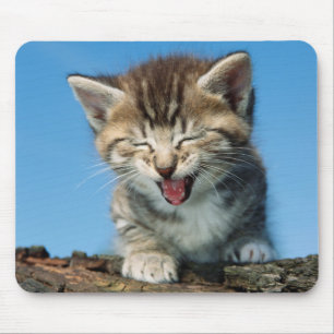 Little Kitten in a Tree Mouse Pad