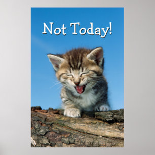Little Kitten in a Tree Poster