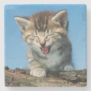 Little Kitten in a Tree Stone Coaster
