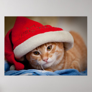 Little Kitten in Red Christmas Hat Poster