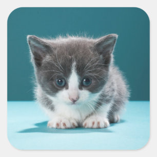 Little Kitten Square Sticker