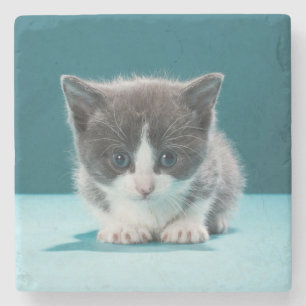 Little Kitten Stone Coaster