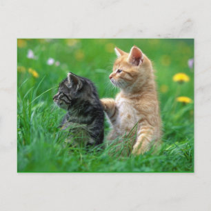 little_kittens (26) pets baby cats adorable fuzzy postcard