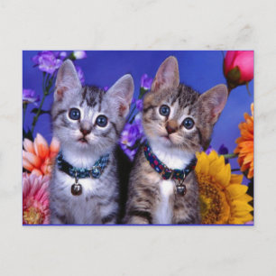 little_kittens (27) cute adorable fuzzy pets cats postcard
