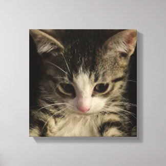 Little kitty canvas print