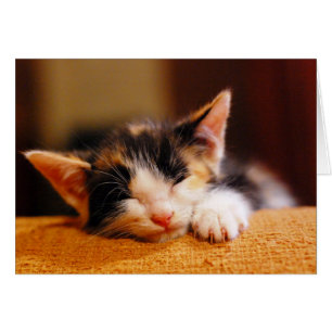 Little Kitty Sleeping