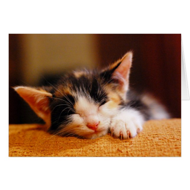 Little Kitty Sleeping (Front Horizontal)