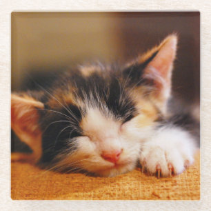 Little Kitty Sleeping Glass Coaster